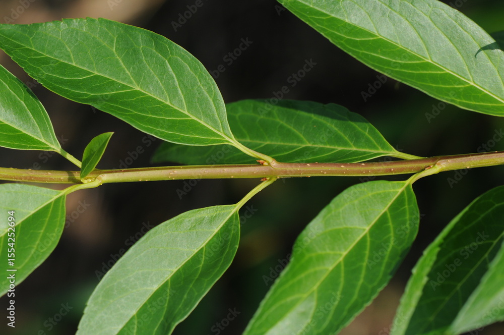 Forsythia summer branch with fully developed leaves Forsythia summer branch with fully developed leaves