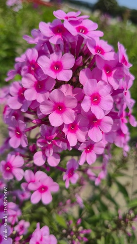 Close-up beautiful blooming flowers
