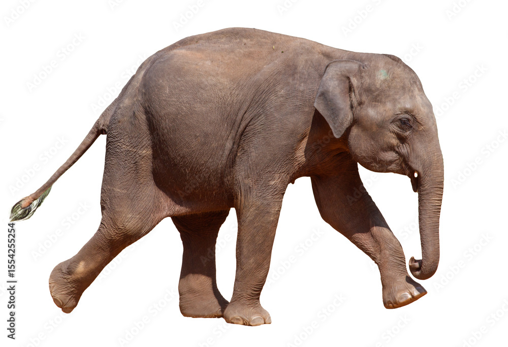 Obraz premium A baby elephant is walking on a white background
