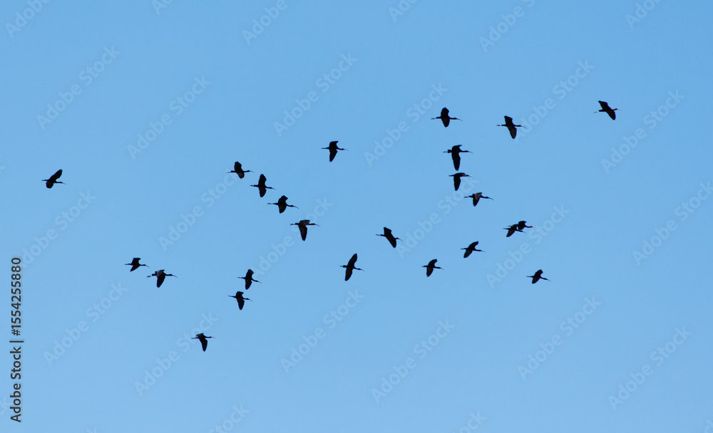Fototapeta premium A flock of birds flying in the sky