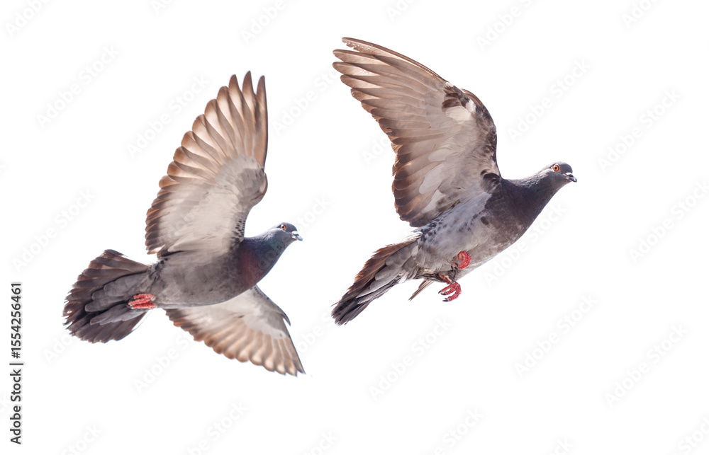 Obraz premium Two pigeons flying in the air