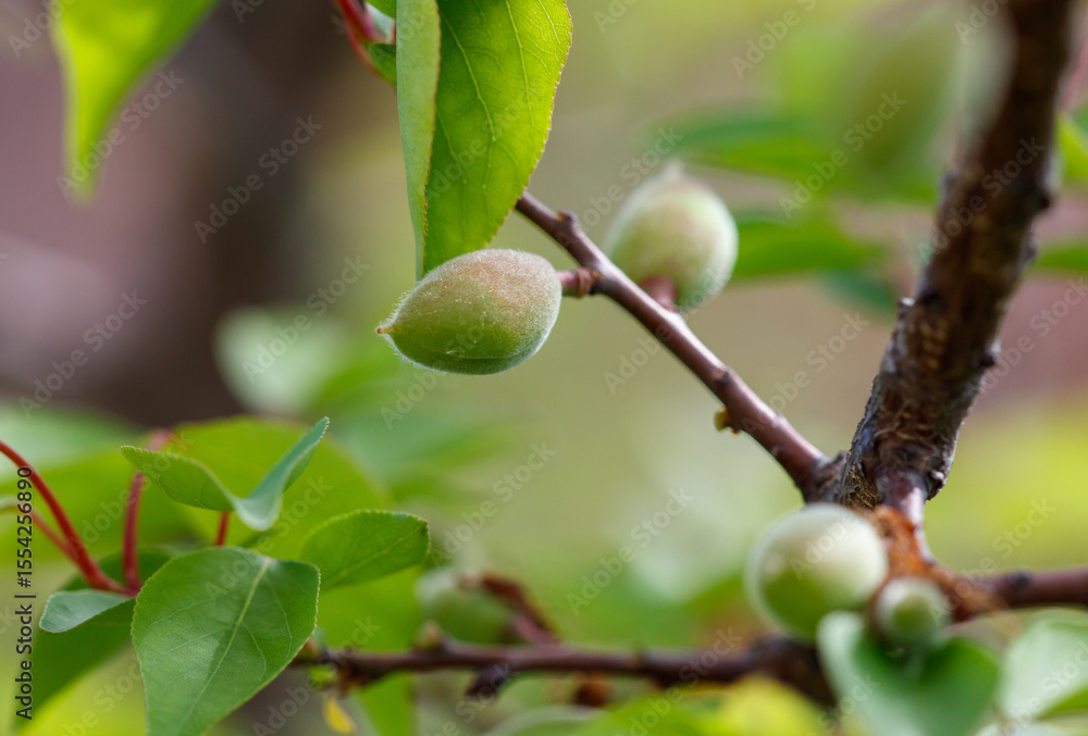 A tree with green leaves and a few almonds on it A tree with green leaves and a few almonds on it