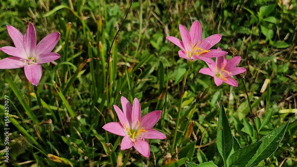 Rain Lily (Zephyranthes) flowers blooming in the morning with a blurred background Rain Lily (Zephyranthes) flowers blooming in the morning with a blurred background