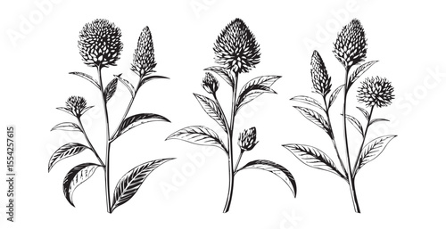 Three detailed botanical illustrations of celosia flowers in silhouette