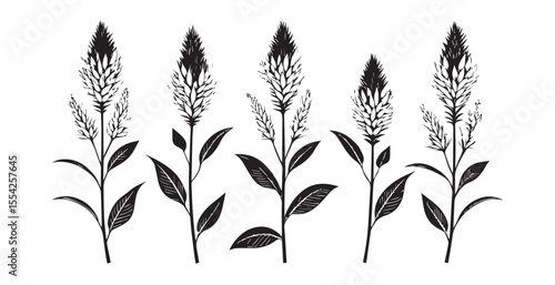 Five detailed black and white celosia flower stalks silhouette