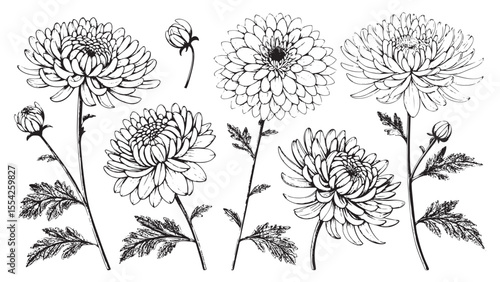 Collection of detailed black and white chrysanthemum flowers and buds silhouette