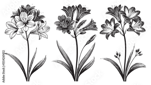 Three elegant lily flowers with detailed line art silhouette