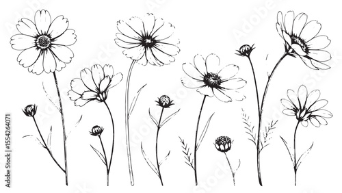 Collection of delicate cosmos flowers and buds in a hand drawn line art style silhouette