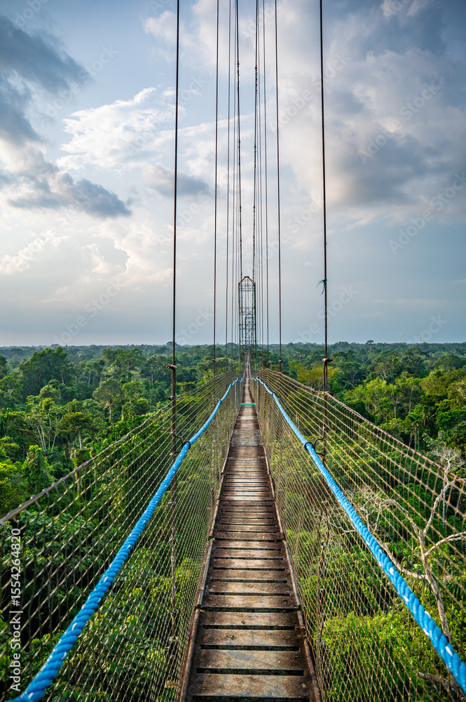 Obraz premium Amazon Canopy Walk, Suspension Bridge above Rainforest, Coca, Ecuador