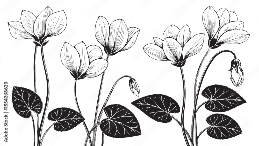 Elegant black and white line art cyclamen flowers and leaves silhouette