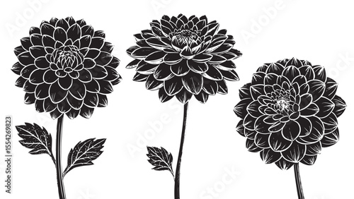 Three detailed black and white dahlia flowers with leaves in silhouette