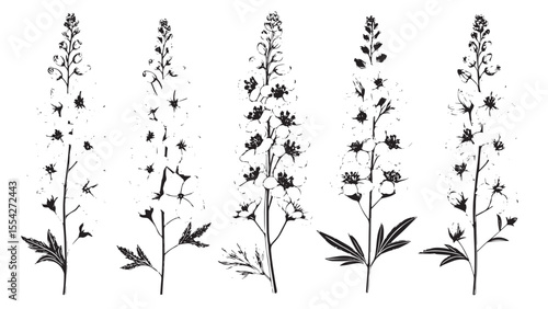 Five delicate delphinium flowers in a detailed line drawing silhouette