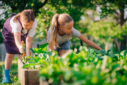 Two young girls gardening in backyard vegetable garden