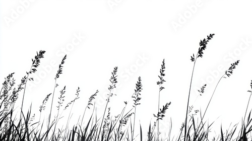 Black and white silhouette of tall grass against a white background.