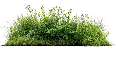 Acrylglasbilder Gras Naturnaher Wildblumensaum mit Gräsern  © farid4kbar
