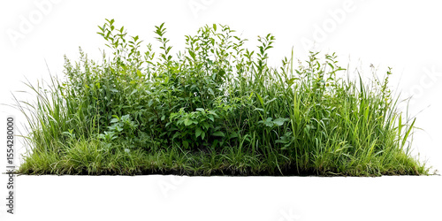 Papier peint Natural mixed grass and wildflower border featuring various heights of green gra