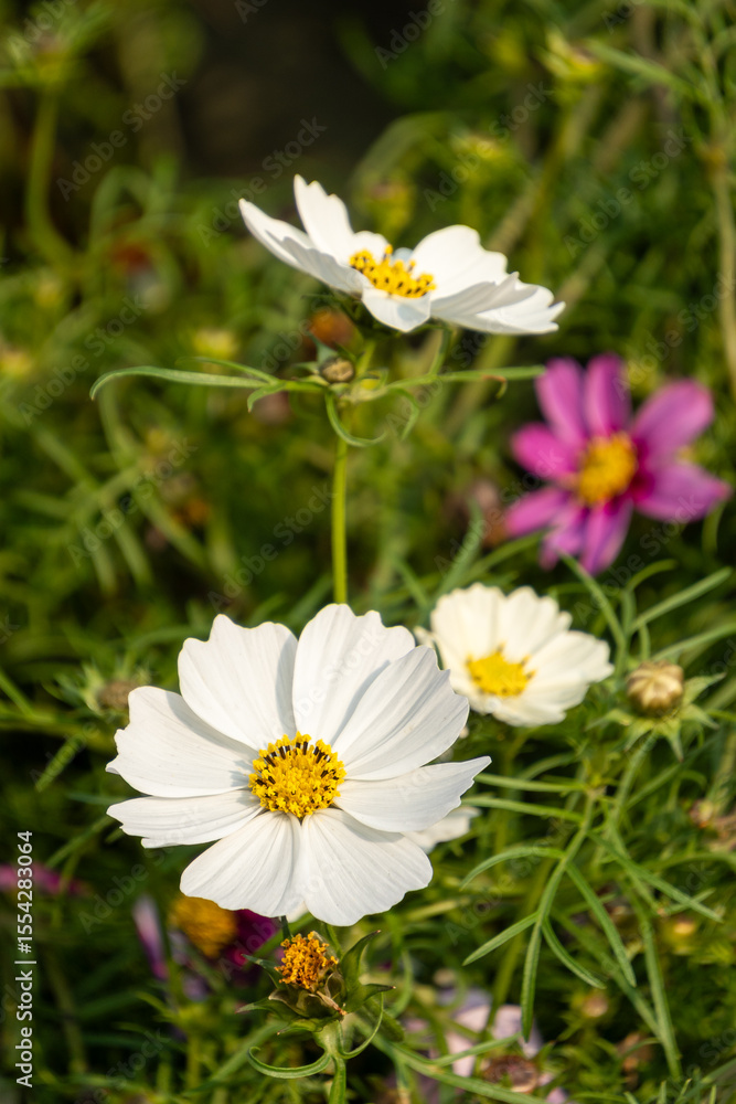 A close-up photo of Garden Cosmos flowers. A close-up photo of Garden Cosmos flowers.