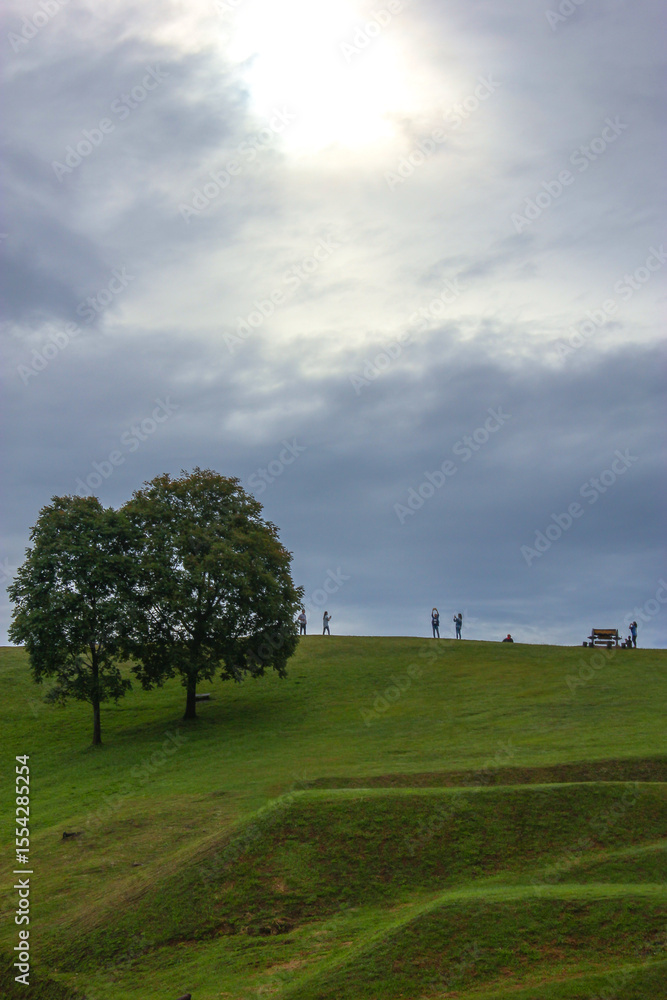 Obraz premium tree on a hill