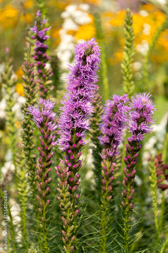A photo of Rocky Mountain Blazing Star flowers. A photo of Rocky Mountain Blazing Star flowers.