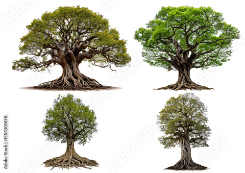 Set Large old tree with gnarled roots and twisted branches isolated on transparent or white background