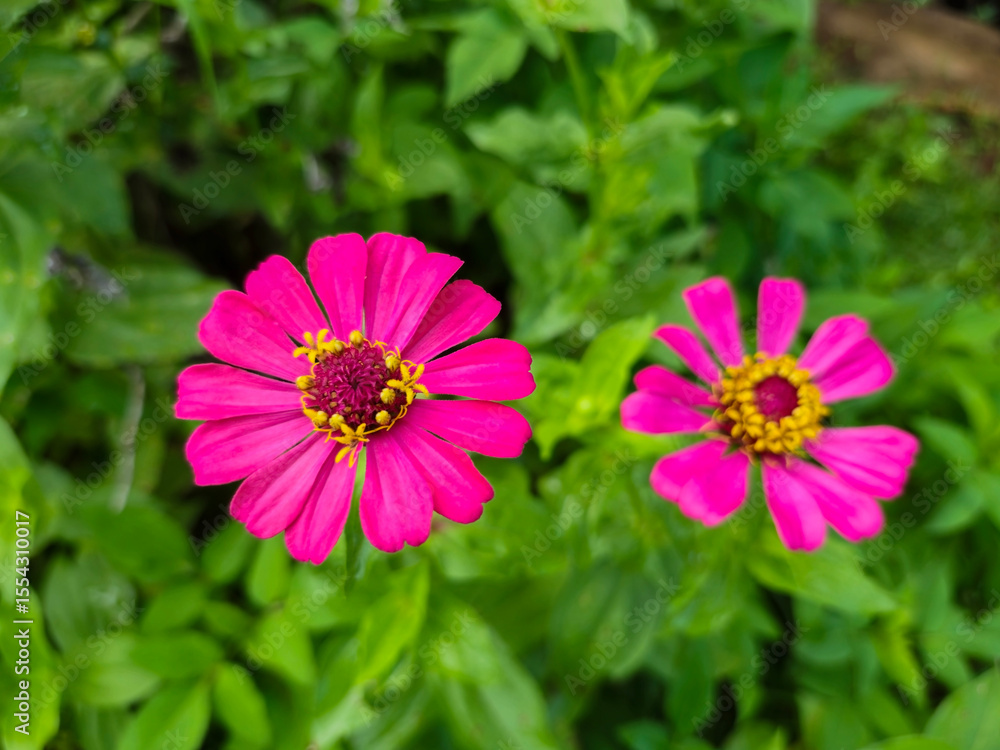 Obraz premium Zinnia elegans or better known by the scientific name Zinnia elegans is one of the most famous annual flowering plants of the genus Zinia