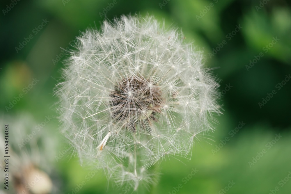 Obraz premium dandelion on green background