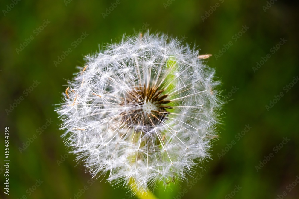 dandelion on green background dandelion on green background