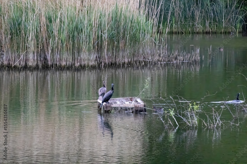 ducks on the lake ducks on the lake