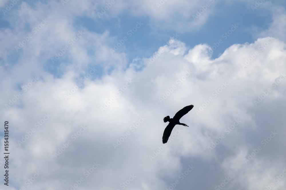 birds in the sky birds in the sky