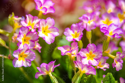 Primrose flowers grow on a flower bed
