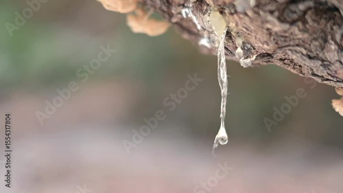 Wallpaper Mural Clear, viscous mastic drops suspended on the bark in perfect stillness. Focus on texture and brilliance of the resin Torontodigital.ca