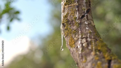 Wallpaper Mural Close-up of thick mastic sap dripping in slow tears. Glowing with ambient sunlight and vivid detail. Shot on Chios Island, Greece Torontodigital.ca