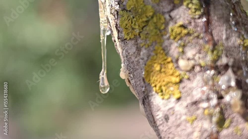 Wallpaper Mural Golden-hour light passes through clear mastic tears. A pure expression of natural resin as it forms and glistens in stillness Torontodigital.ca