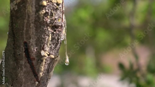 Wallpaper Mural The bark of the mastic tree releases fragrant resin drops. Each bead captures the sunlight and atmosphere of Chios Island Torontodigital.ca