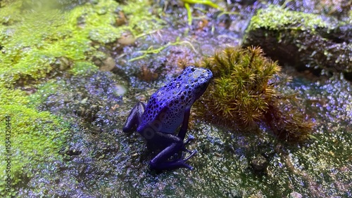A striking close-up of a brilliant blue poison dart frog (Dendrobates azureus) perched on vibrant green and purple moss in its natural habitat, showcasing its stunning patterns and vivid coloration. I