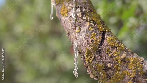 Wallpaper Mural Viscous mastic resin glistens while forming on a mastic tree, magnifying natures detail. Subtle wind moves foliage in background. Torontodigital.ca