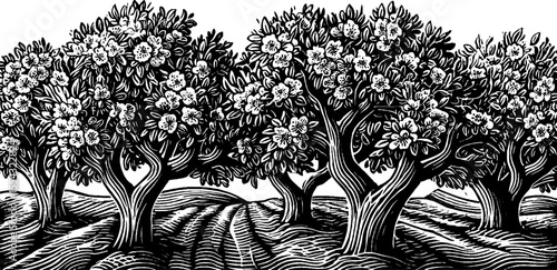 Apple orchard in full bloom in black and white for nature-inspired designs