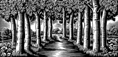 Tranquil bamboo grove walkway with dappled light in black and white design