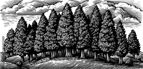 Misty pine forest silhouette in black and white - nature scene engraving art