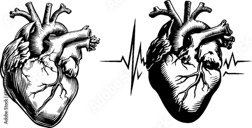 Anatomical heart sketch set with veins and heartbeat design for medical illustration