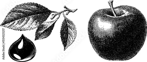 Vintage apple slice with juice droplet and leaf stem engraving for retro design