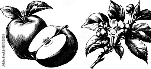 Vintage apple illustrations with bite and half cut apple for design