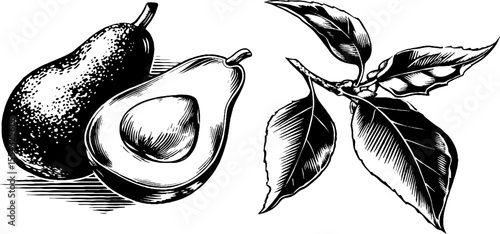 Vintage avocado sketch with whole and halved fruit for retro design