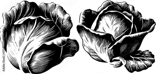 Vintage cabbage illustration set with leaf folds and root end detailing for design