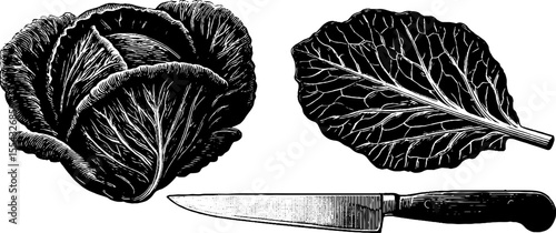 Vintage cabbage head and knife with leaf veins for kitchen decor and culinary design