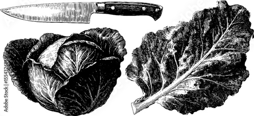 Vintage cabbage head with knife and leaf veins for kitchen design
