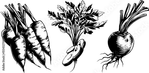 Vintage carrot collection with leaves and sliced discs for retro design and culinary art