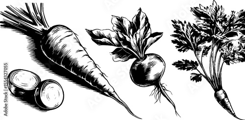 Vintage carrot collection with leaves and sliced discs for culinary design