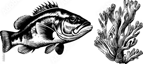 Clown wrasse with coral and anemone in detailed hand-drawn engraving illustration for marine design