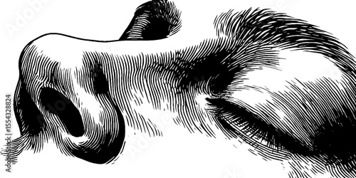 Elegant facial features with curved eyelashes and nose bridge in artful black and white design